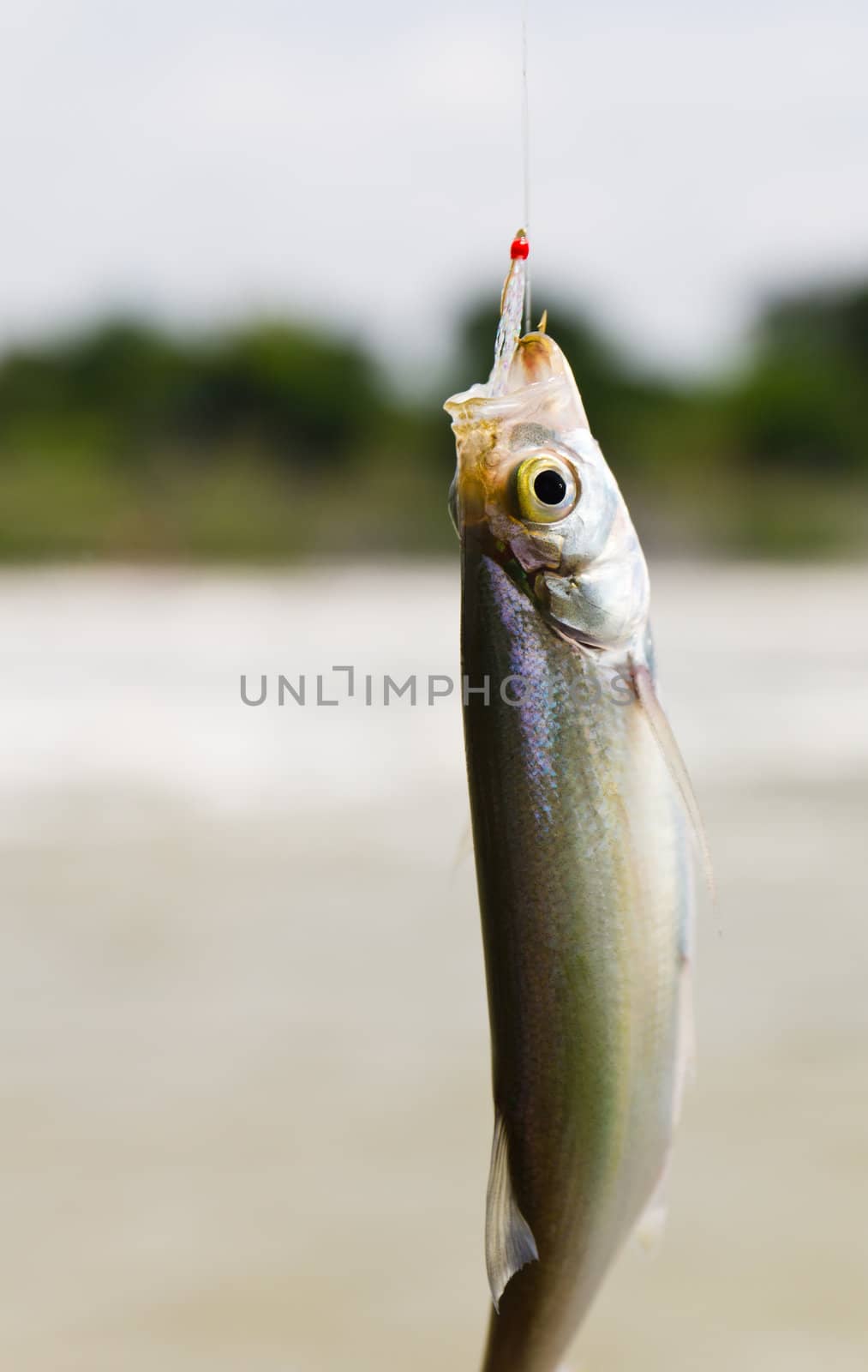 Fish on a hook with nature background