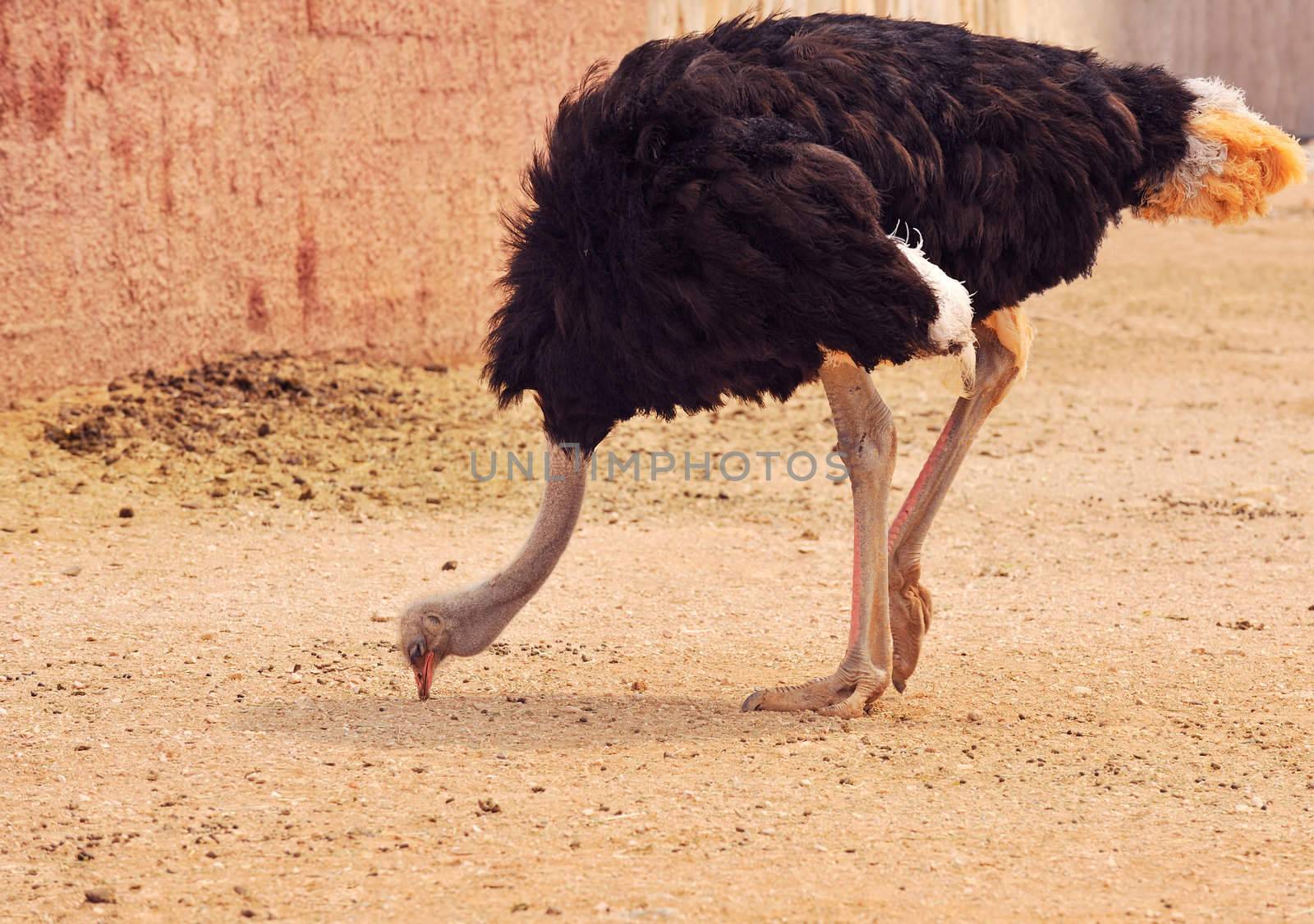 An ostrich in a zoo environment pecking with its beak