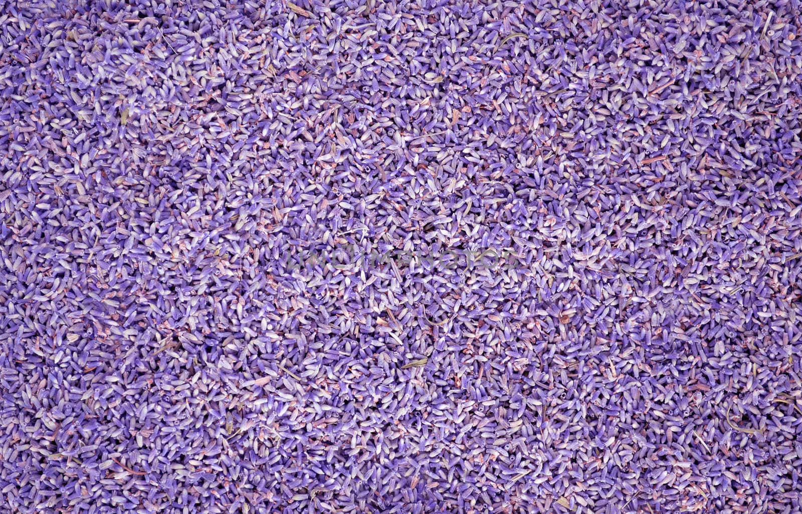 Lavander seeds background by artofphoto