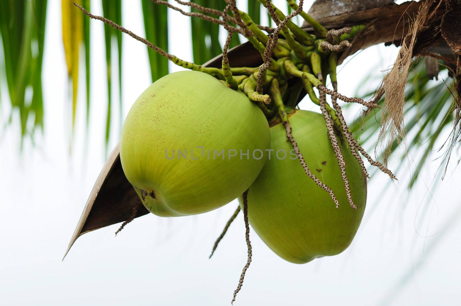Green cocnut at tree