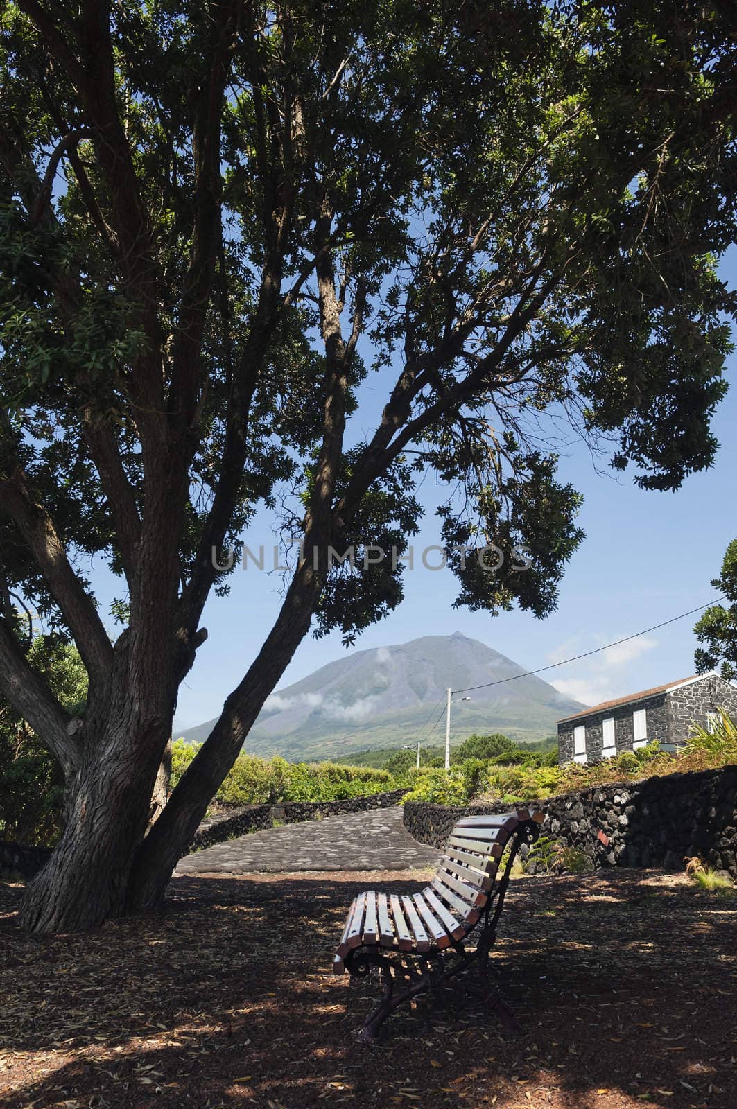 Bench under a big tree in Pico island, Azores