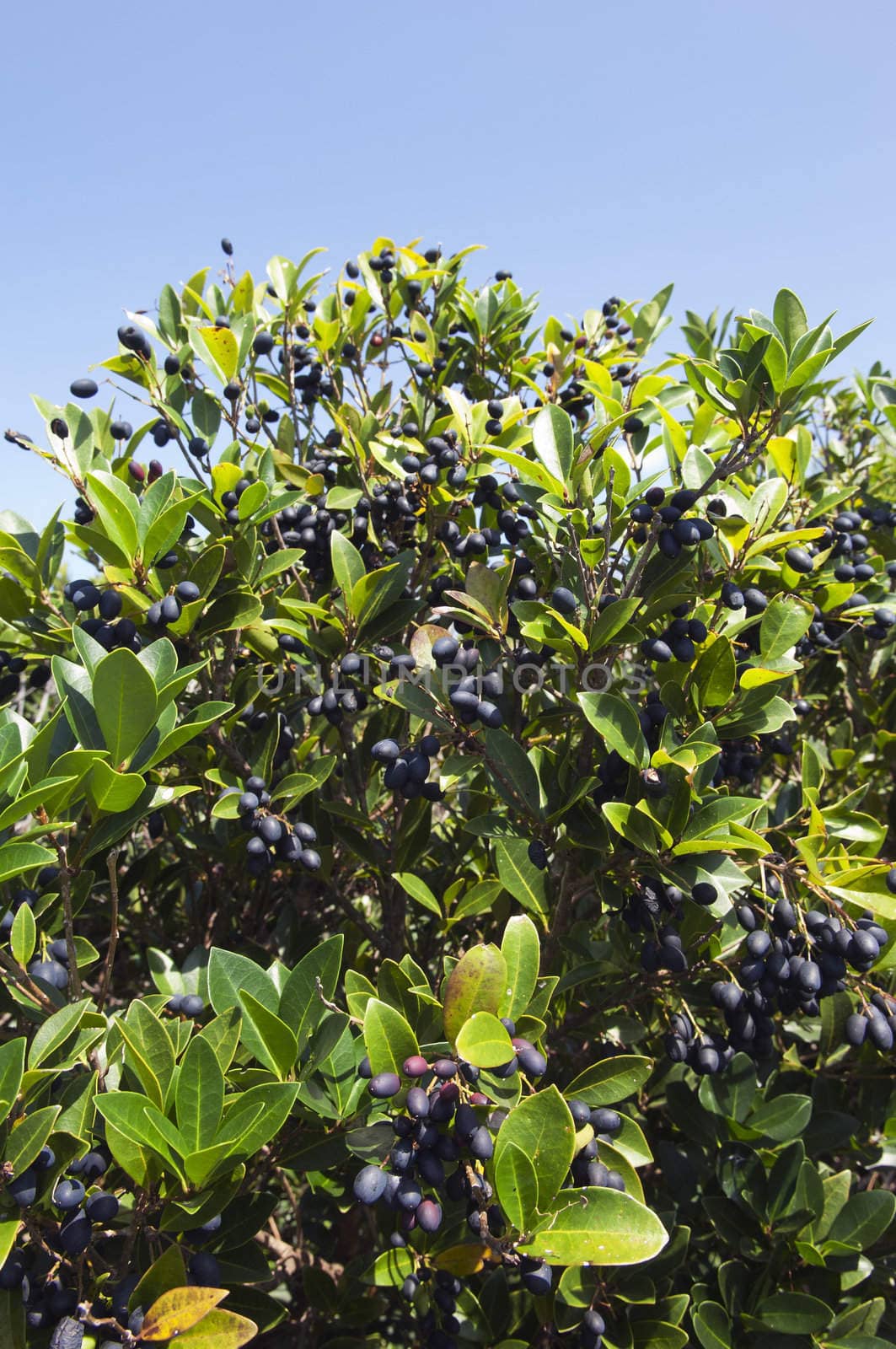 Fruits of picconia azorica shrub, endemic of Azores