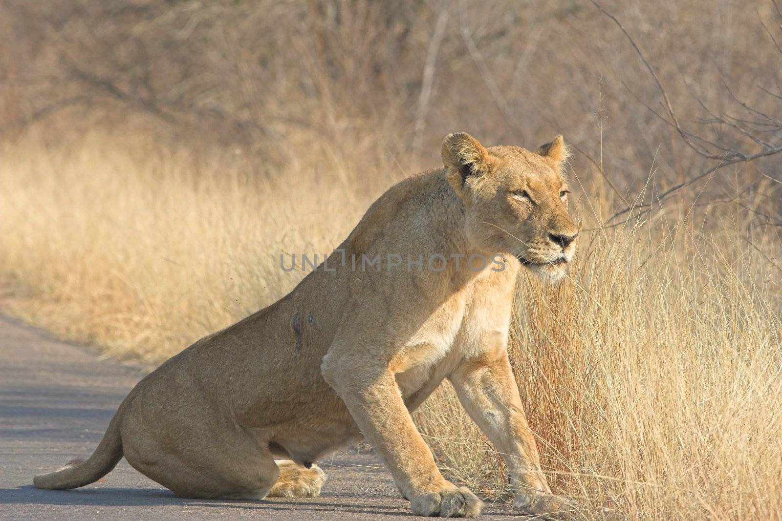 Scarred Adult lioness getting up after her rest