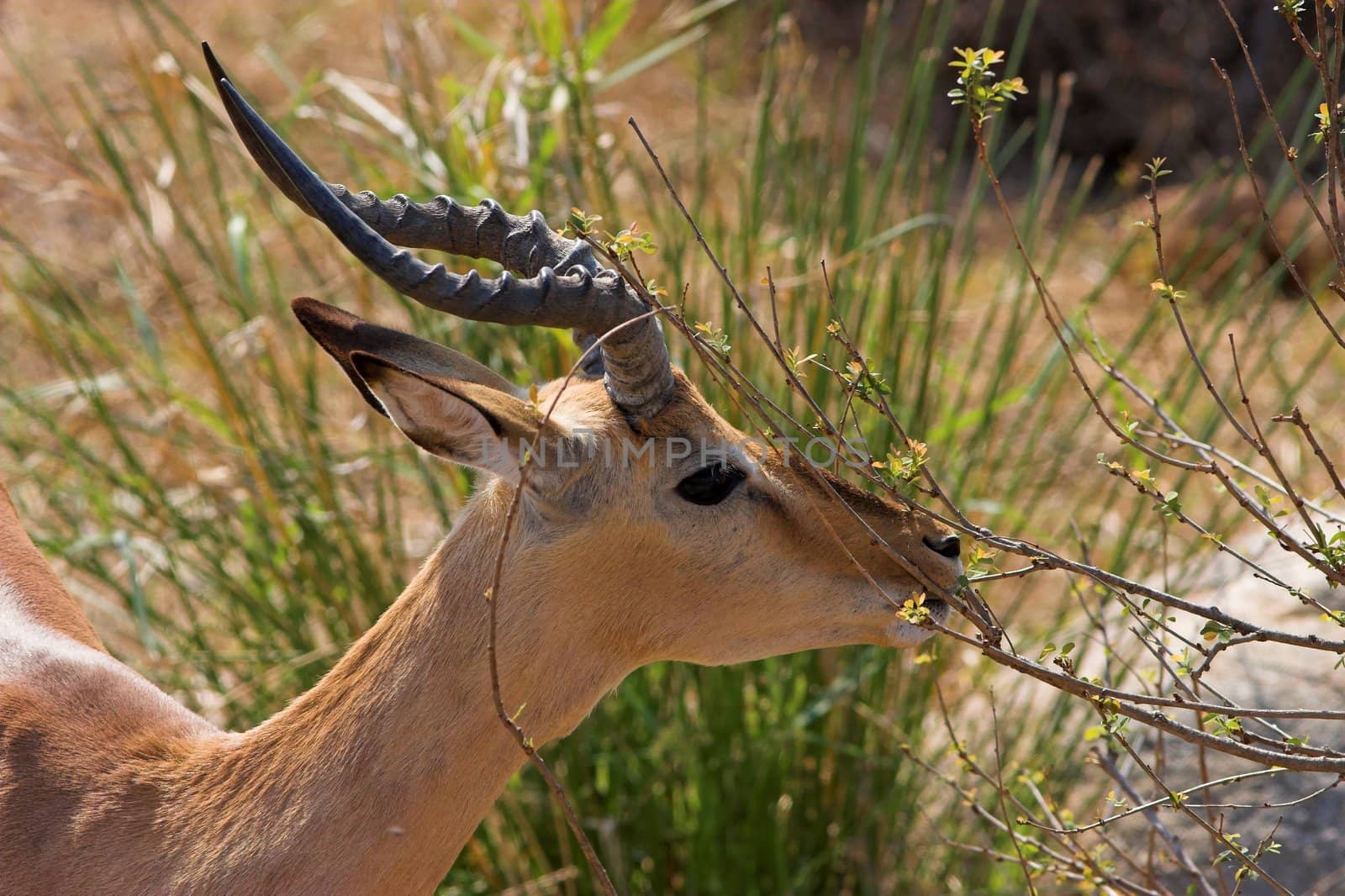 Adult Impala male feeding on fresh leaves