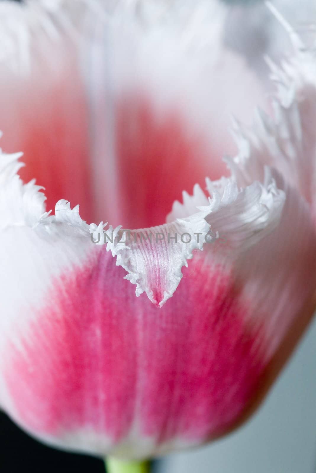 Close-up shot of the stamen of a rose tulip by dolnikow
