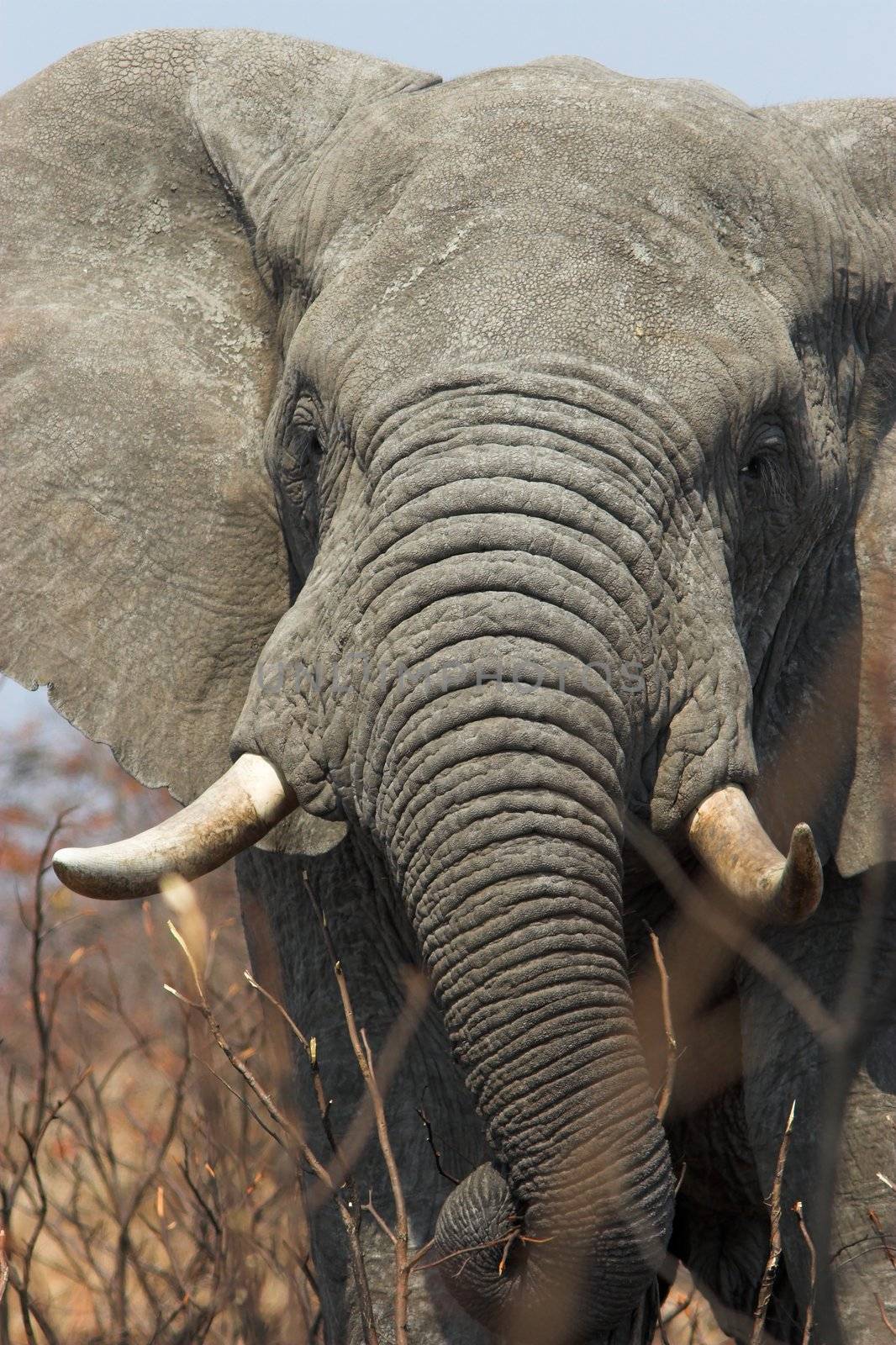 Huge African Elephant bull feeding on the grass plains of Africa