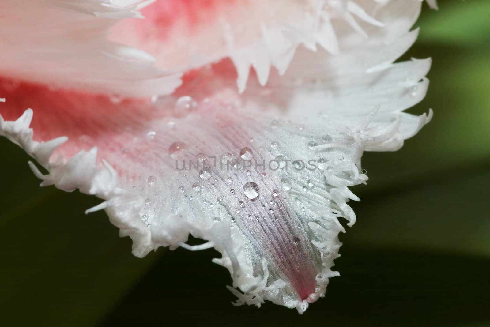 Close-up shot of the stamen of a rose tulip by dolnikow