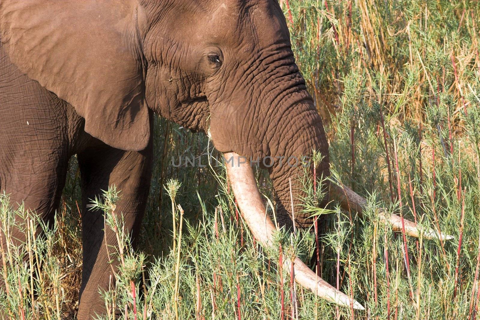 Big Tusker from the Kruger National Park