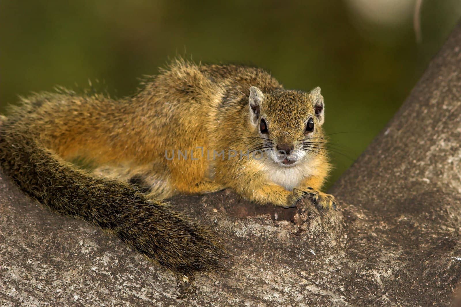 Tree Squirrel, also known as yellow-footed or bush or Mopane squirrel