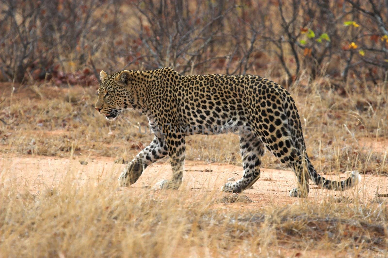 Adult Leopard walking in the african bush