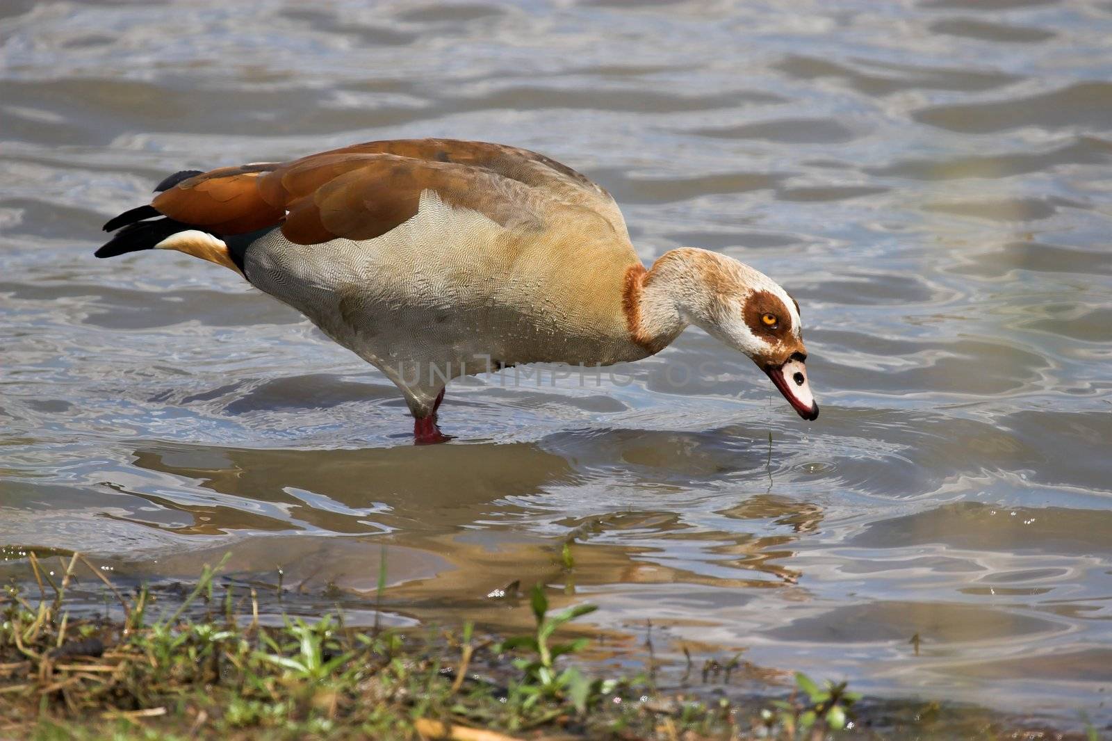 Egyptian goose feeding in the shallow water