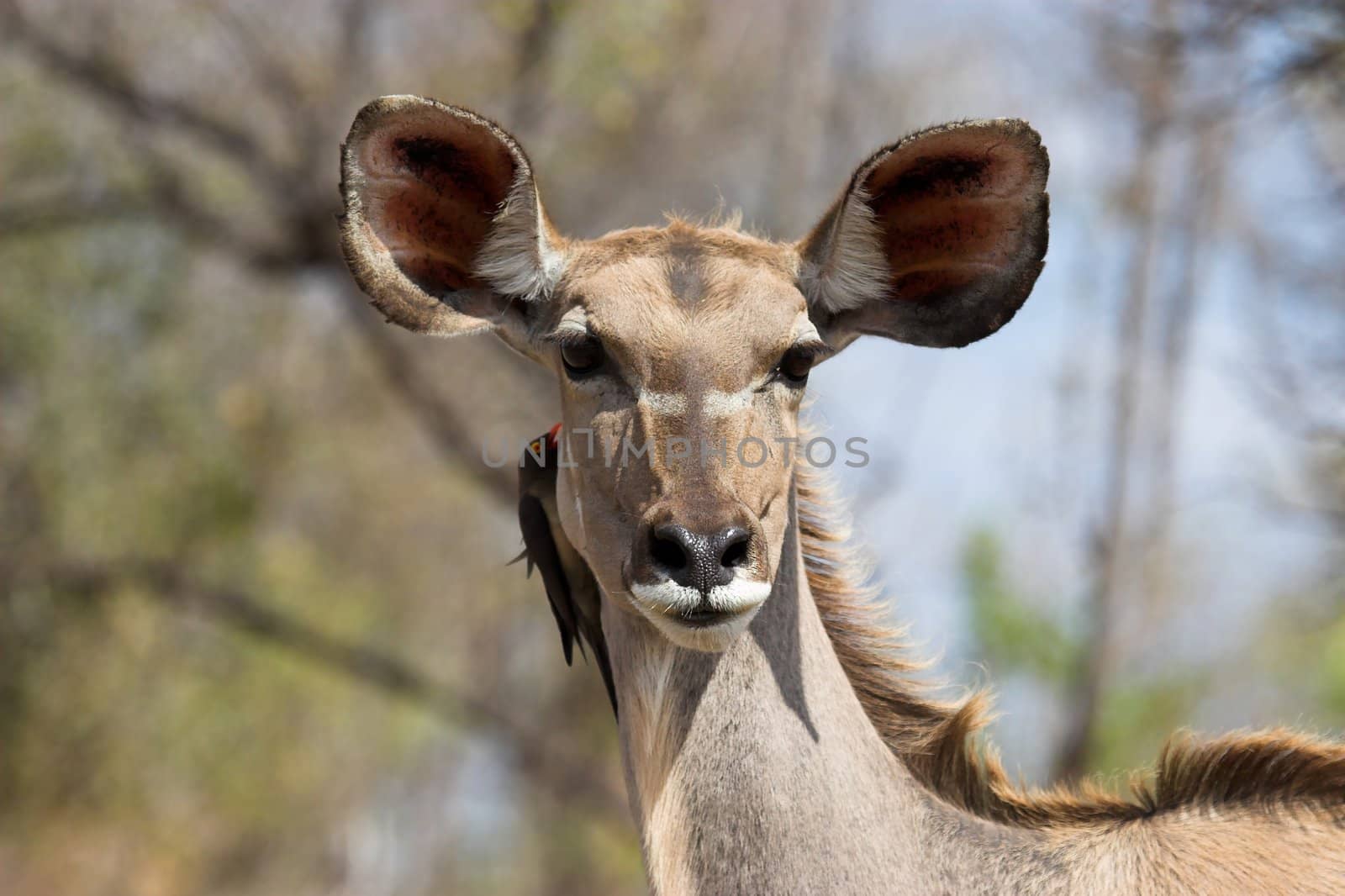 Kudu female with Oxpecker looking at the camera
