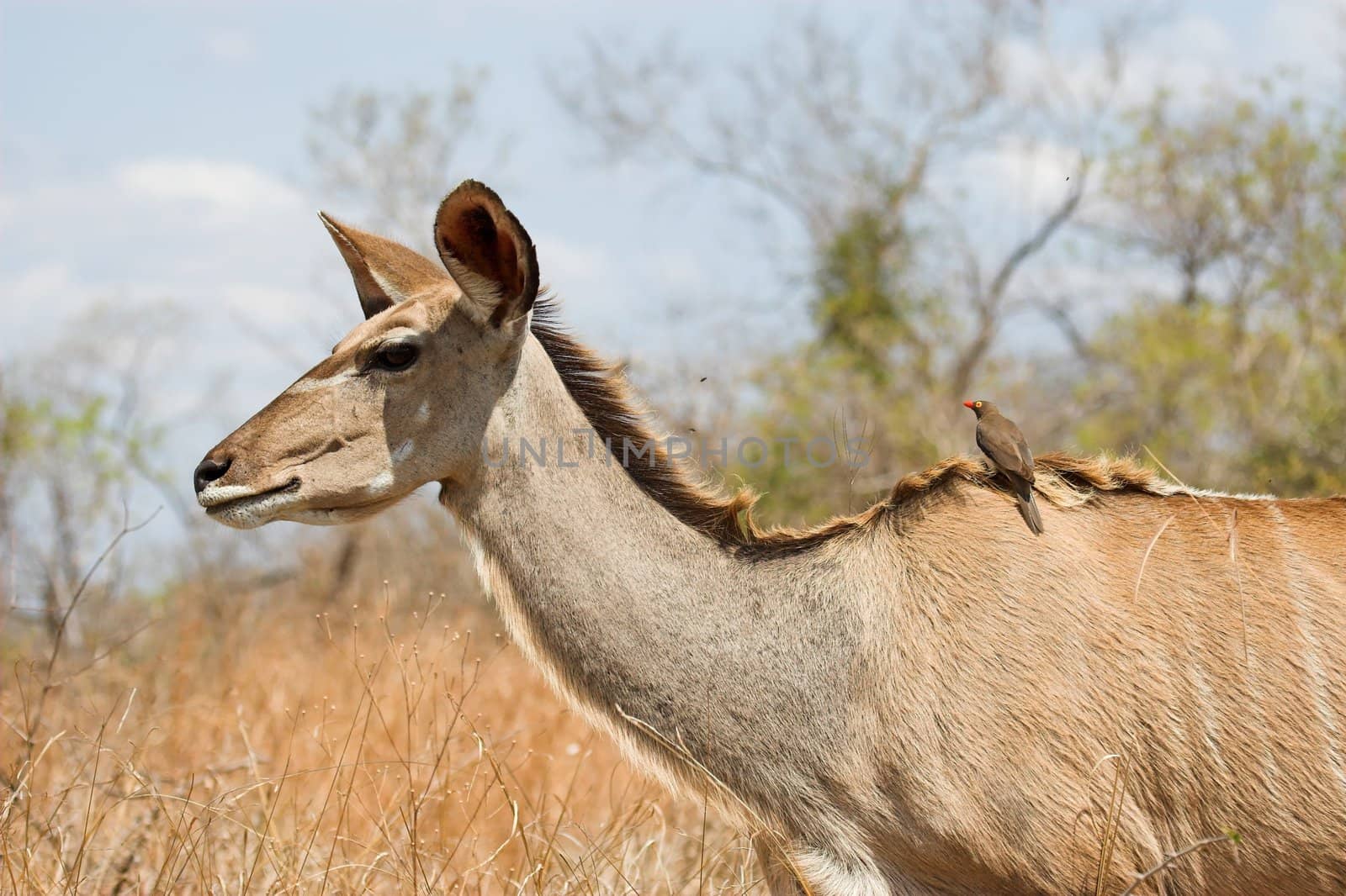 Kudu Female with a Red-Billed oxpecker on her back