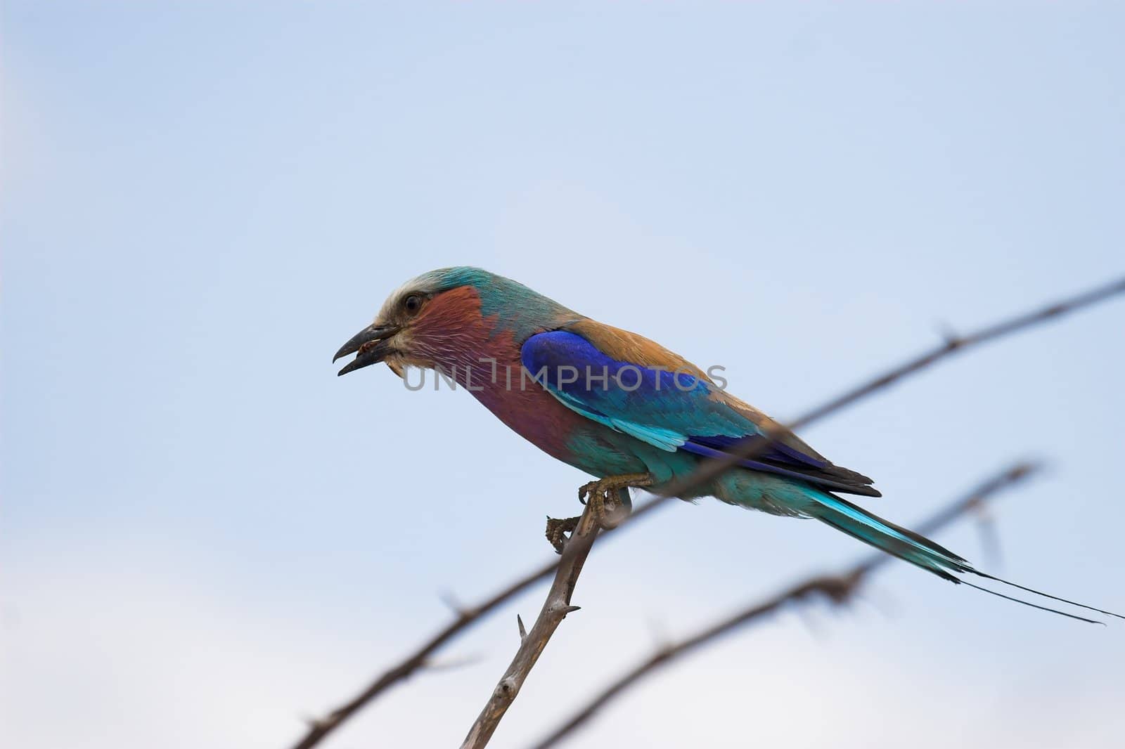 Lilac Breasted roller catching bugs for lunch