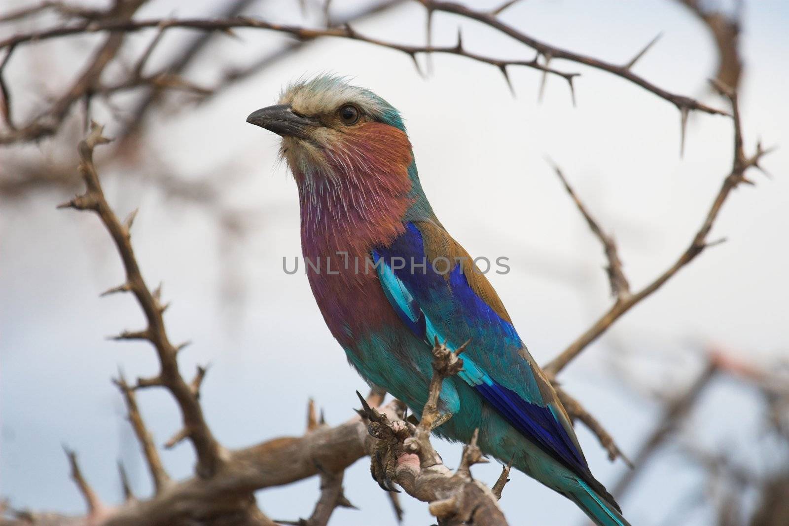 Lilac breasted roller sitting on a branch