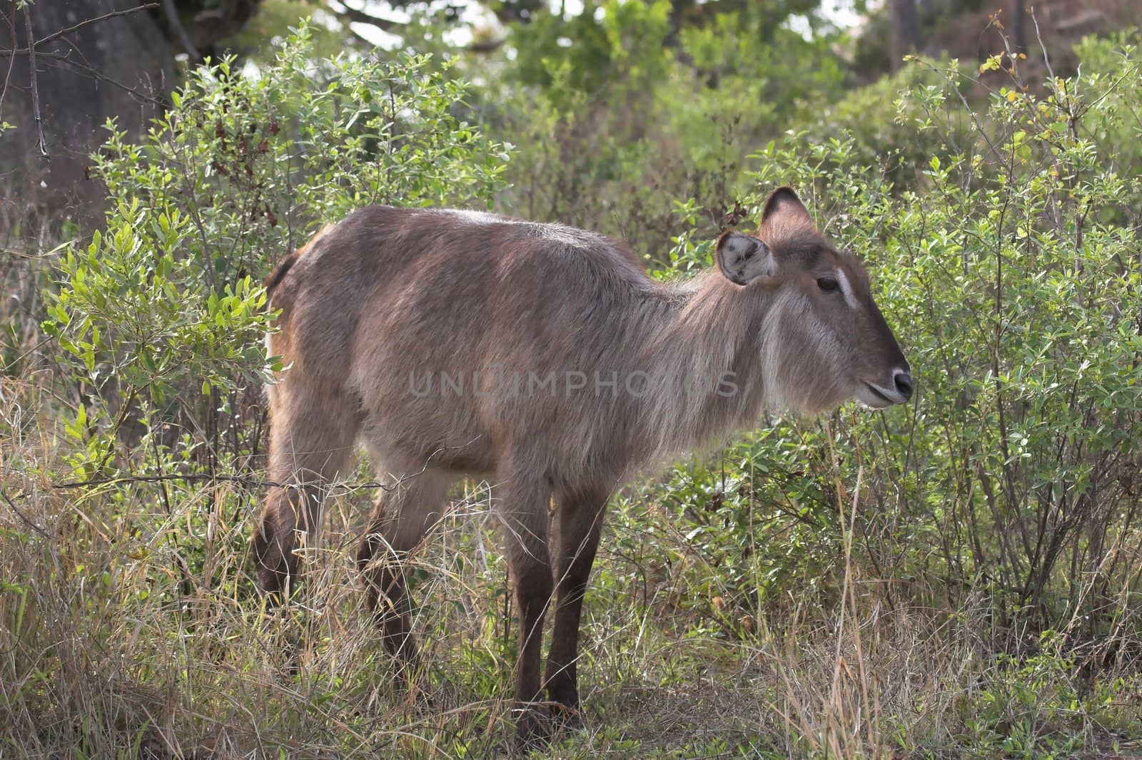 Adult Female waterbuck in the african bush