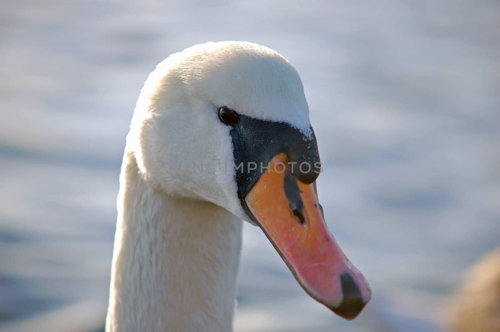 Swan by Espevalen