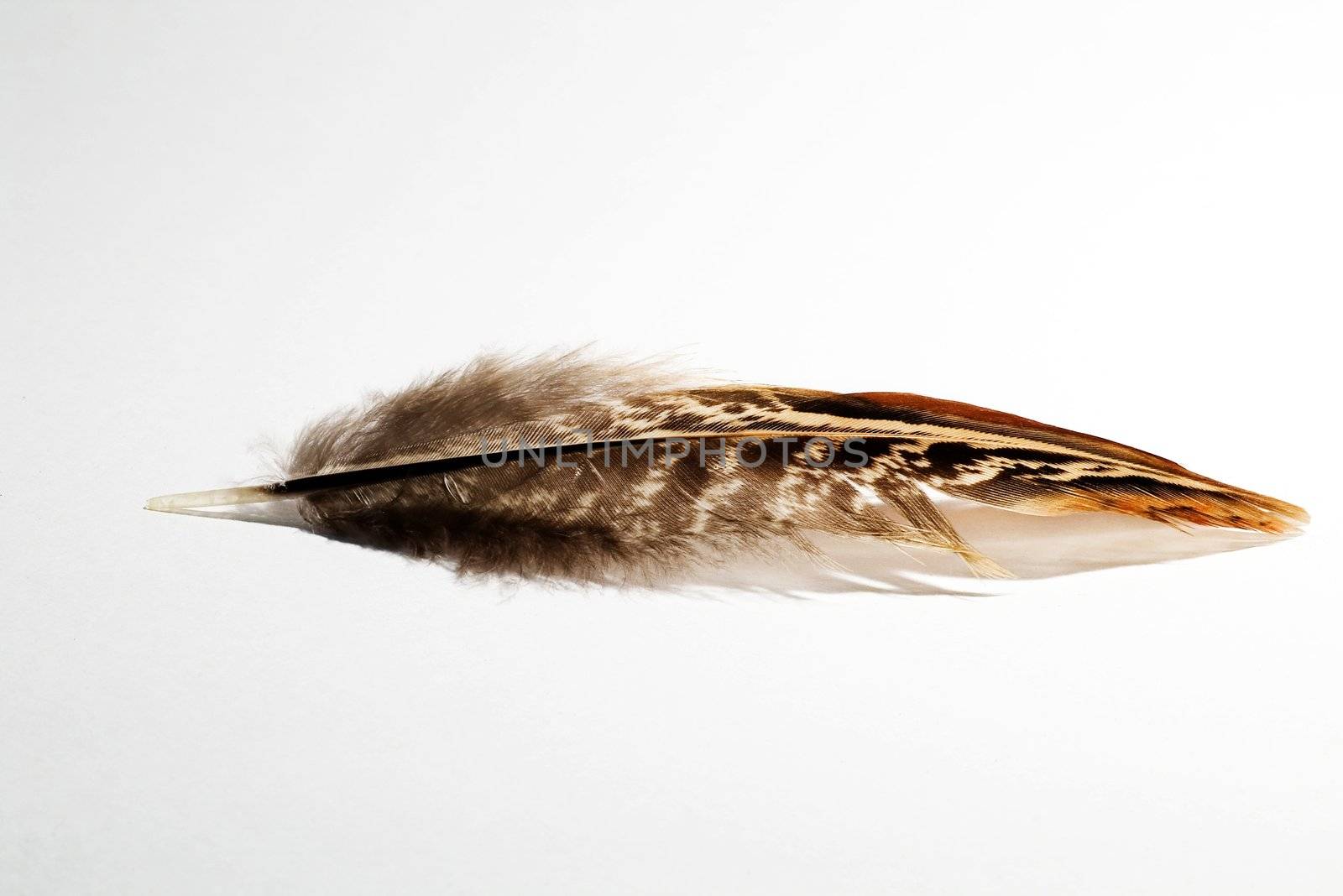 FEATHER 