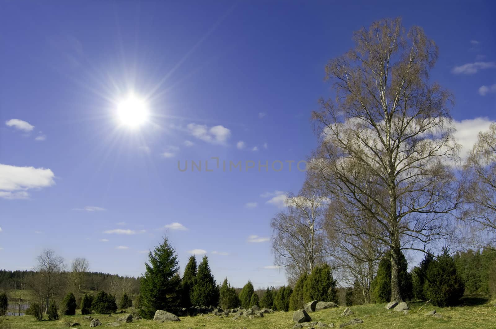 Pine grove with clear blue sky and sun