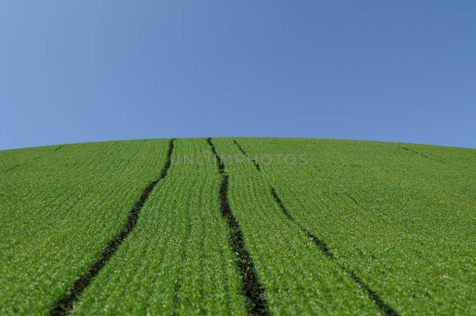 Perfect green field and clear blue sky