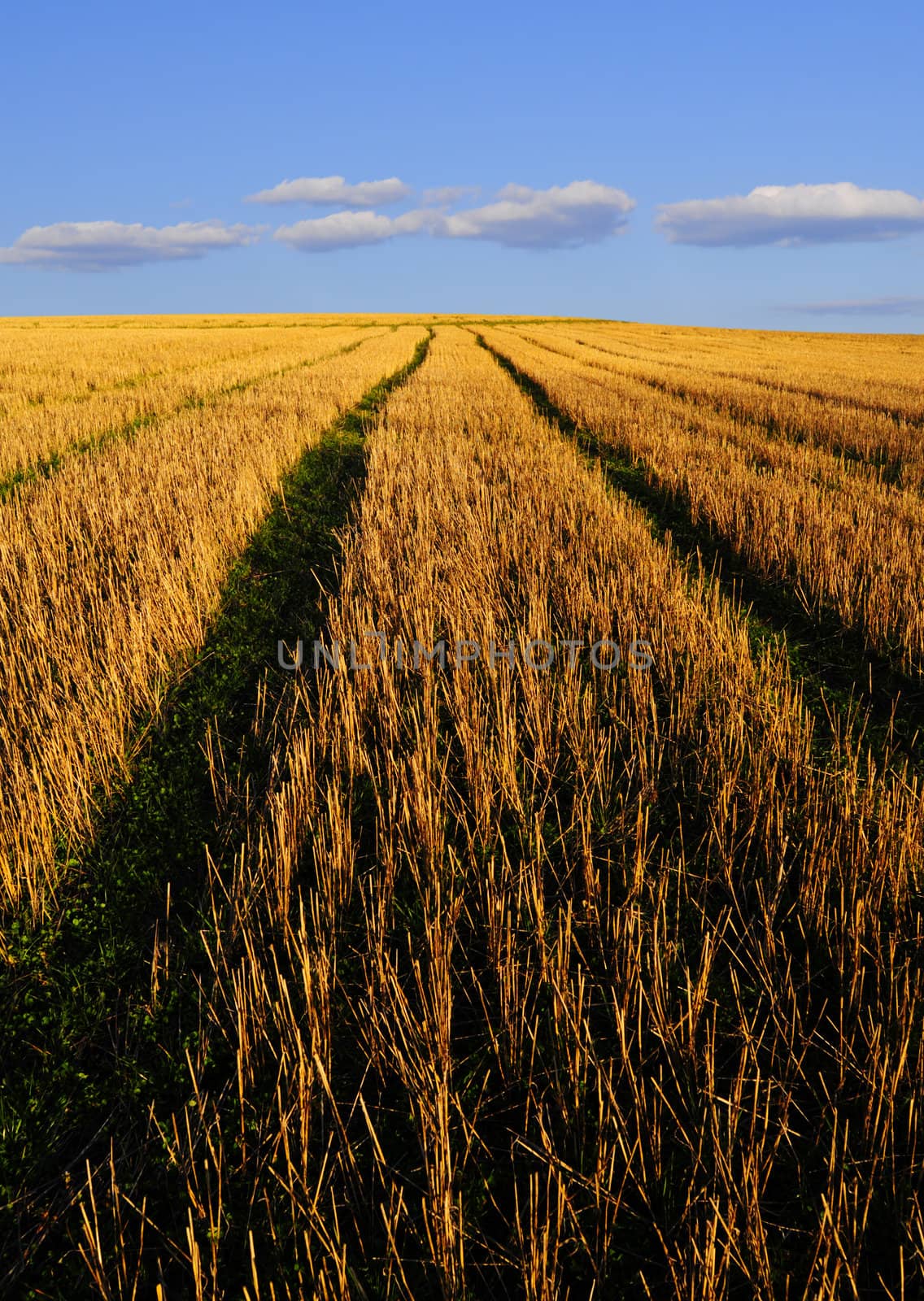 Hay field by Magnum