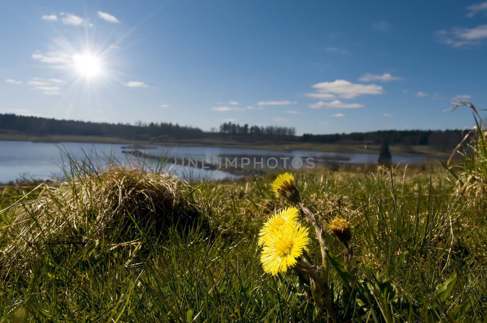 Tussilago farfara on a beautiful lake meadow