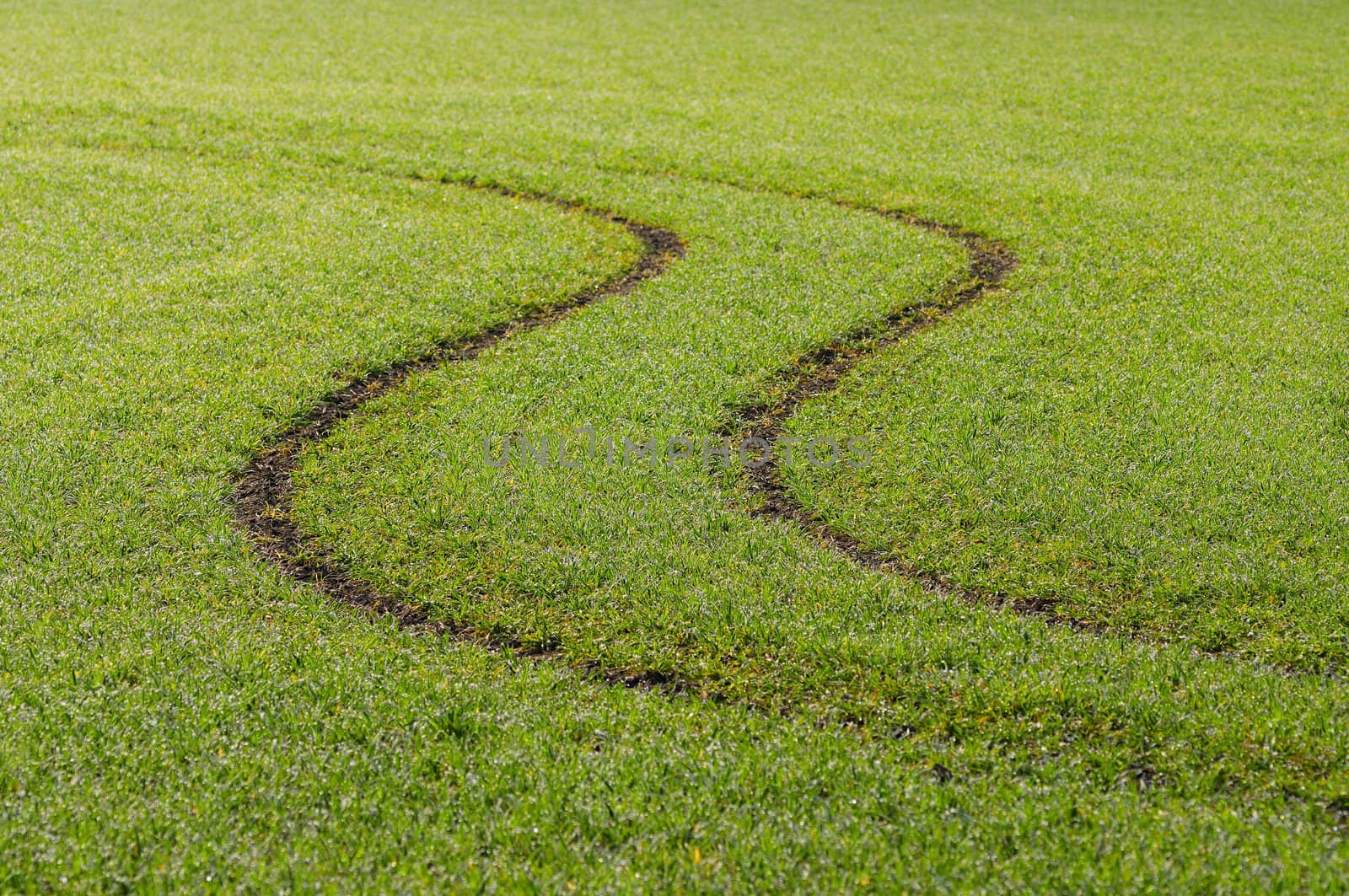 Tractor track on green farmland