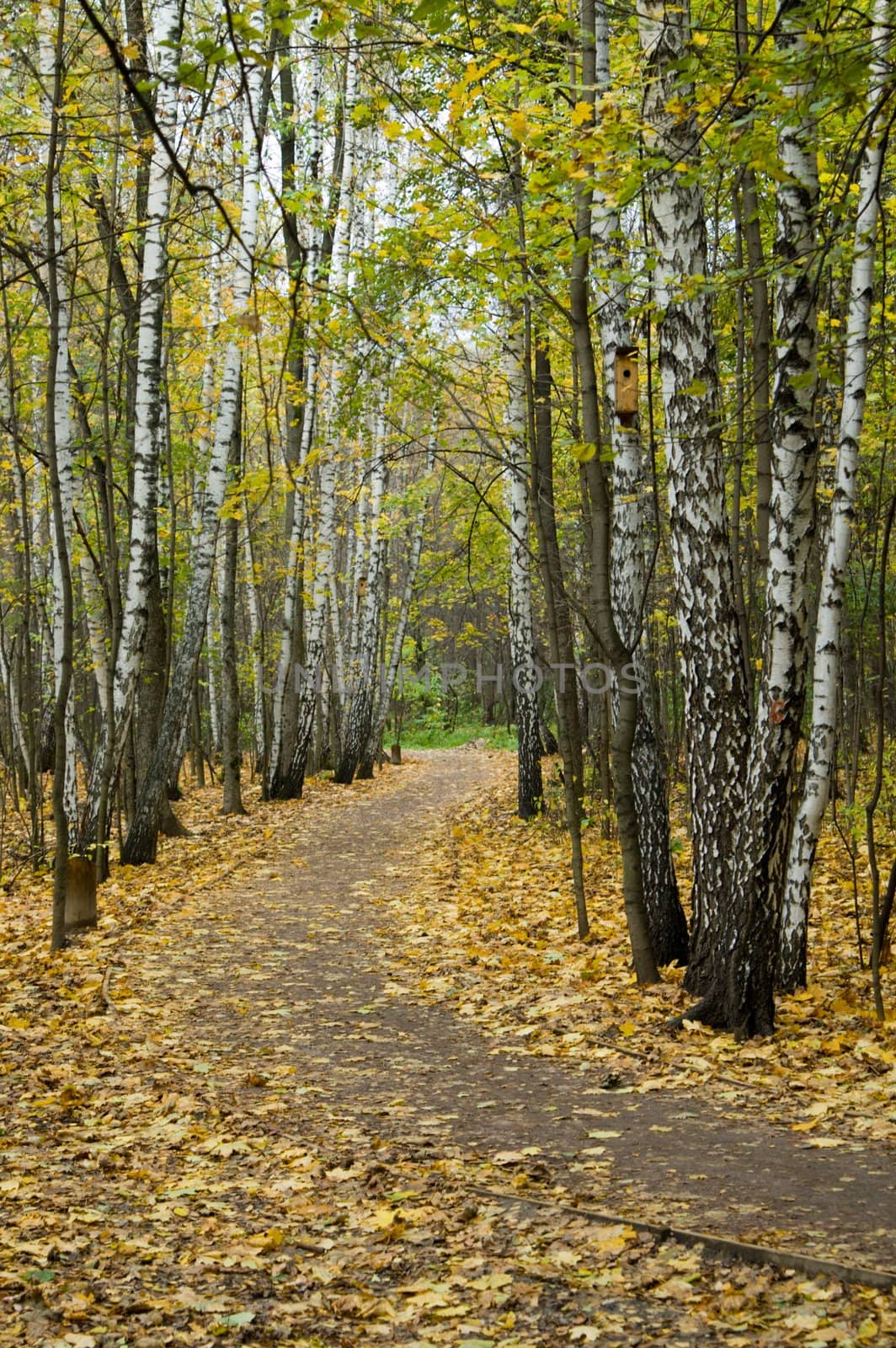 Yellow leaves on a path, autumn park