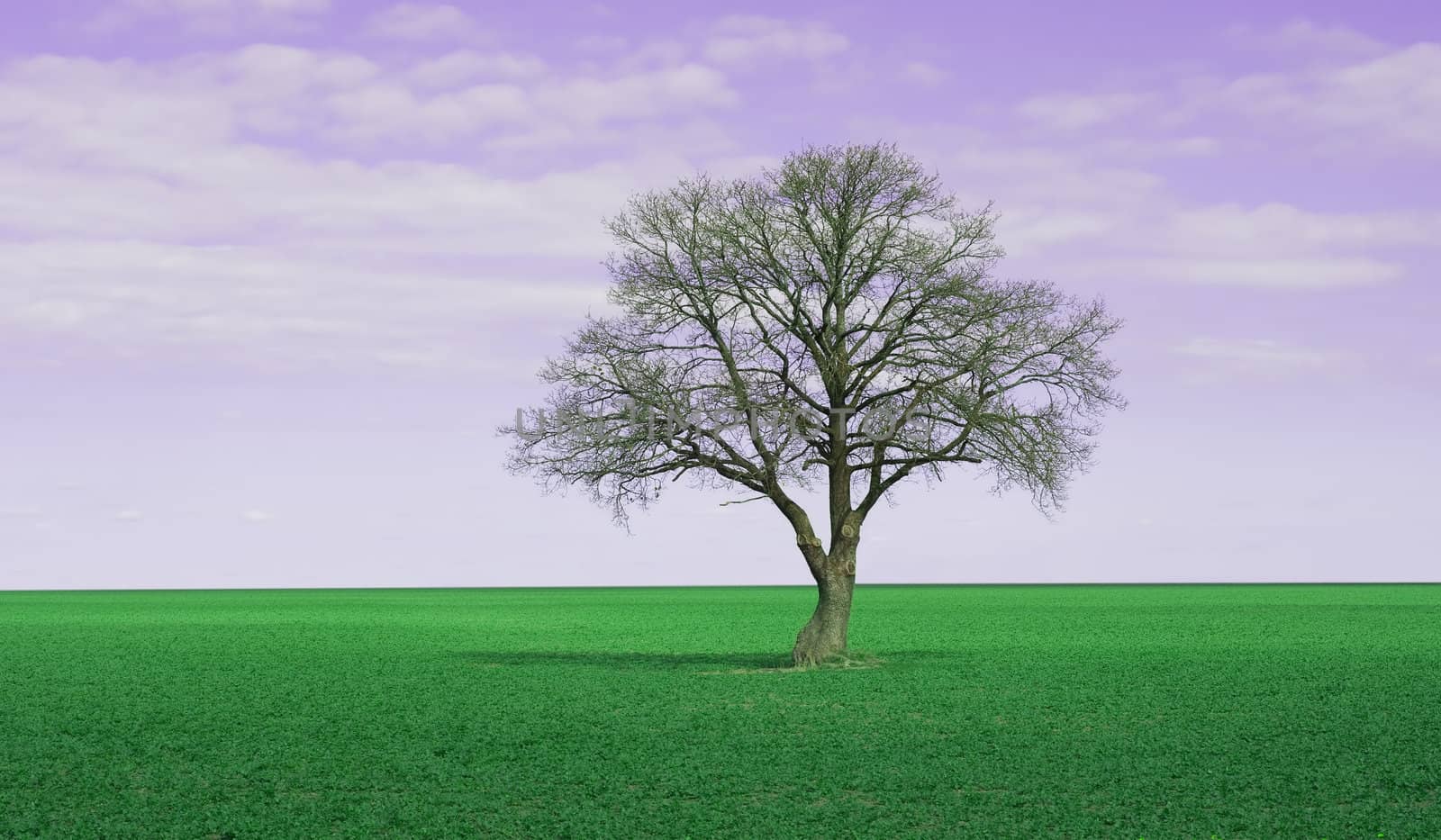 Lonley tree on perfectgreen field and purple fantasy sky