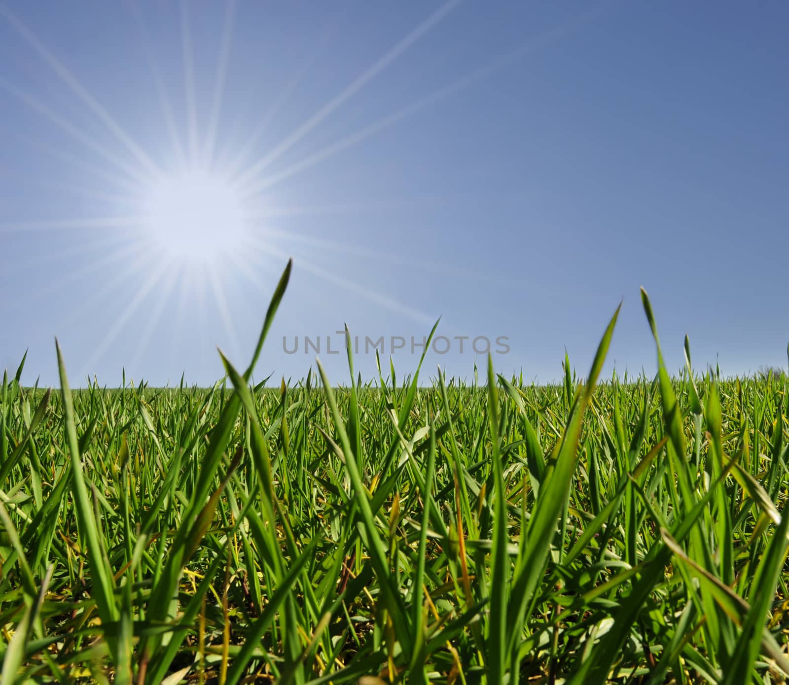 Closeup grassfield with bright shining sun