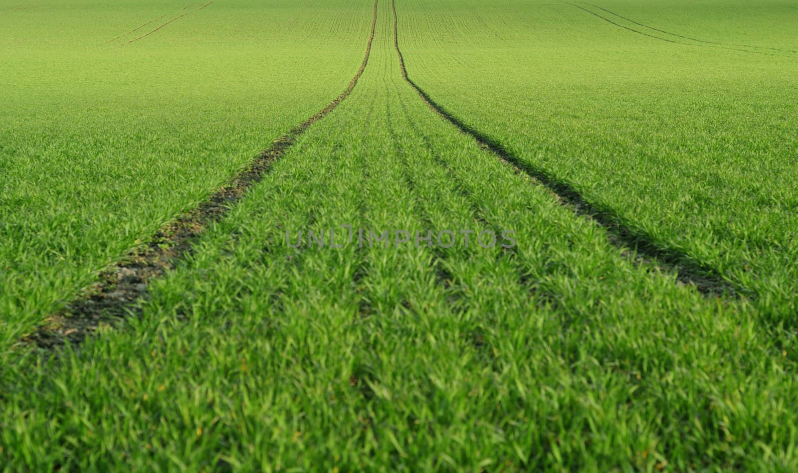 Perfect green farmland with tractor tracks