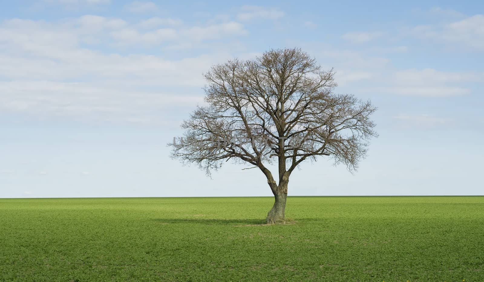 Lonley tree on perfect green field