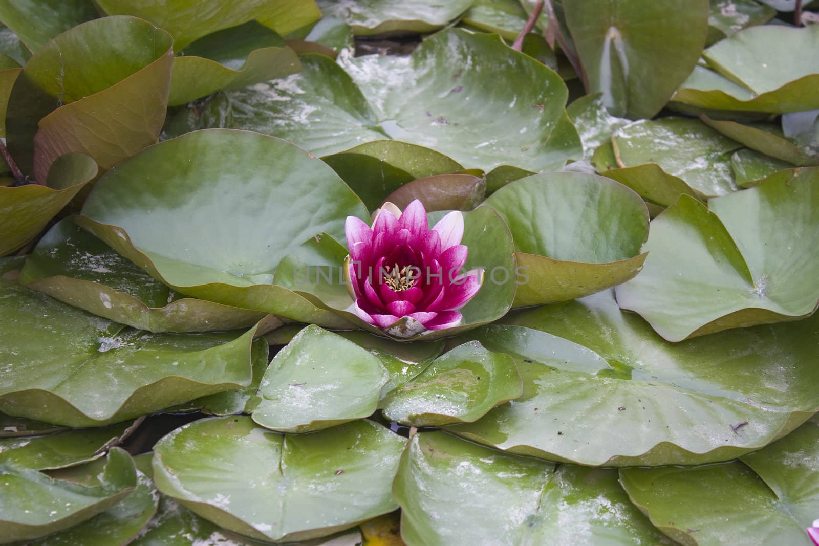 Nymphaea 'Attraction'