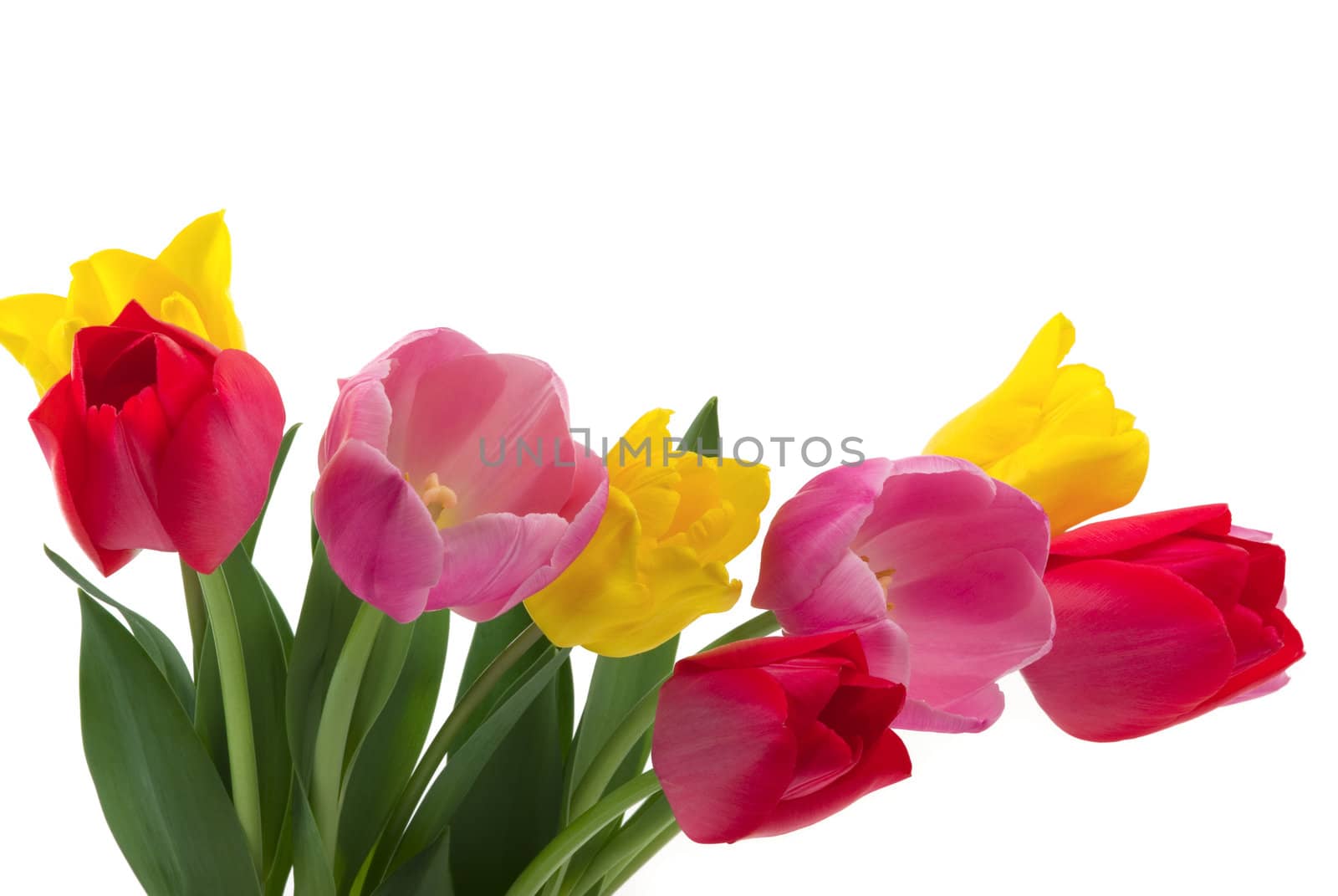 Tulips by BVDC