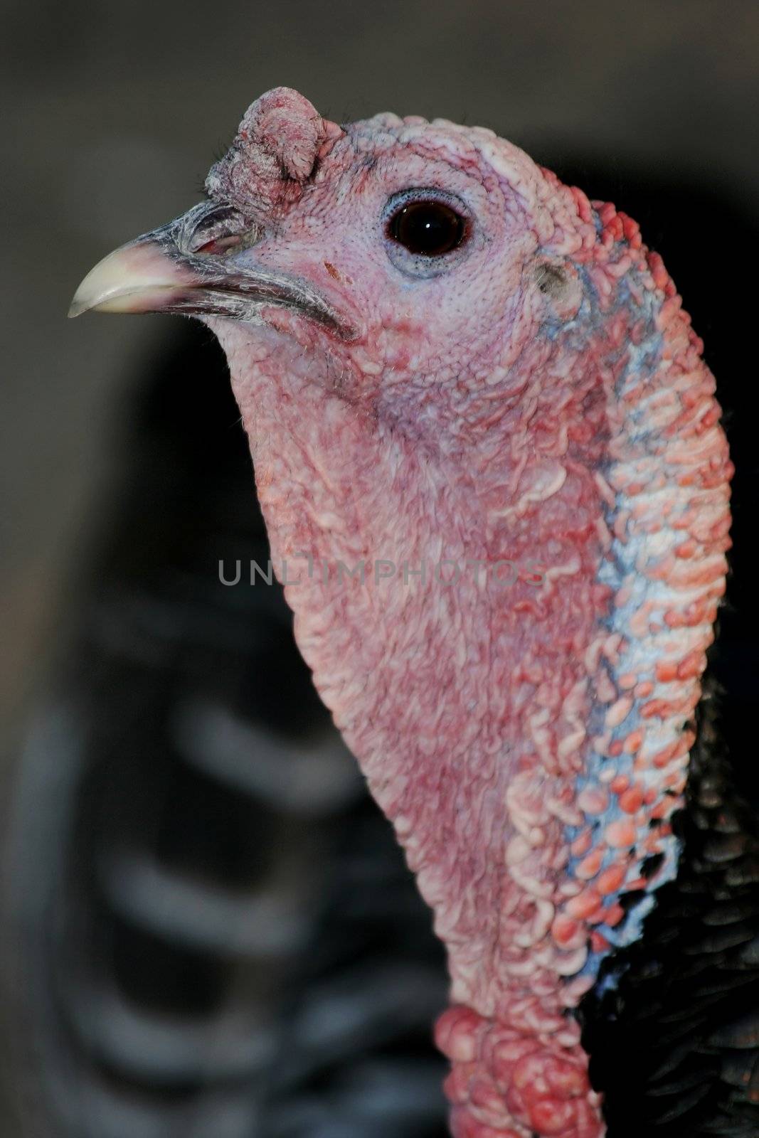 Portrait of a turkey showng pink facial skin detail