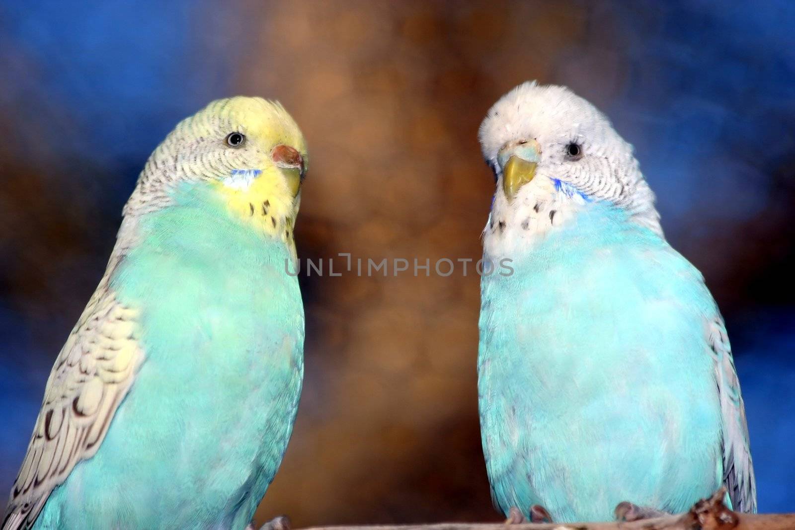 Pair of budgie parakeets sitting next to each other