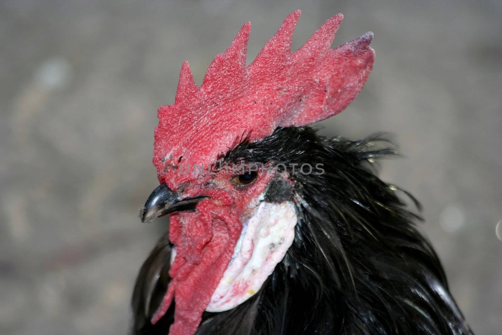 Potrait of a cock showing large red comb