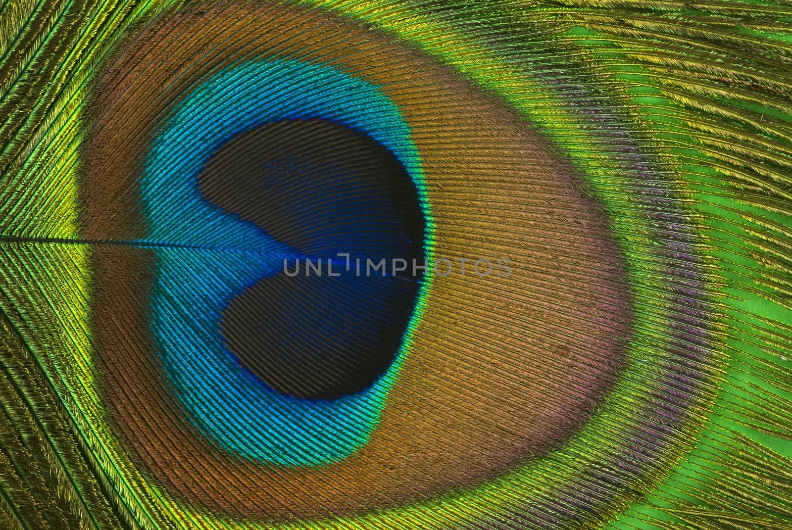 Peacock feather background(macro)