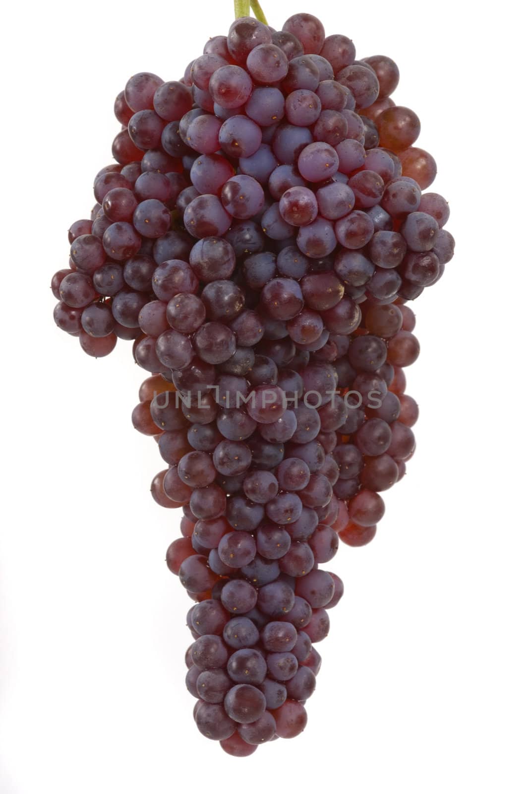 Gourmet champagne grapes