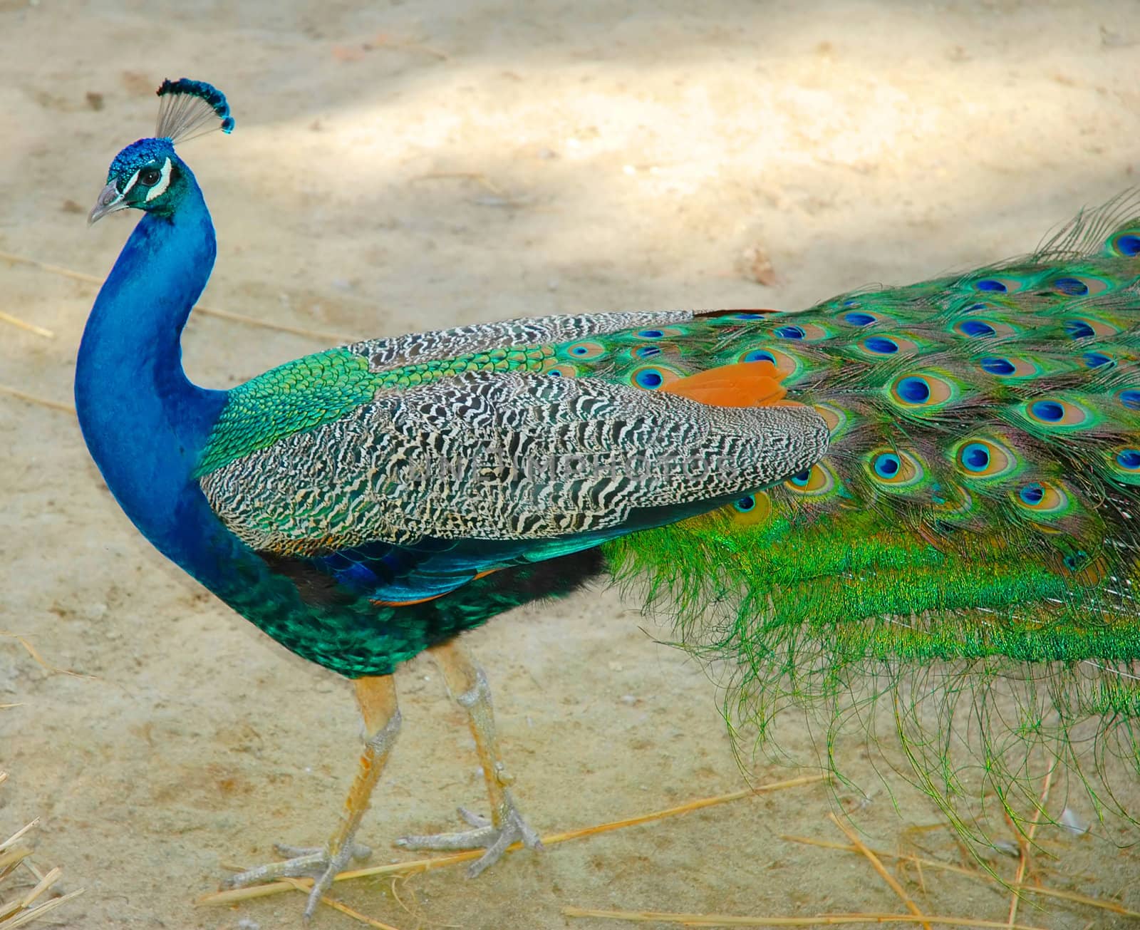 A beautiful peacock                 