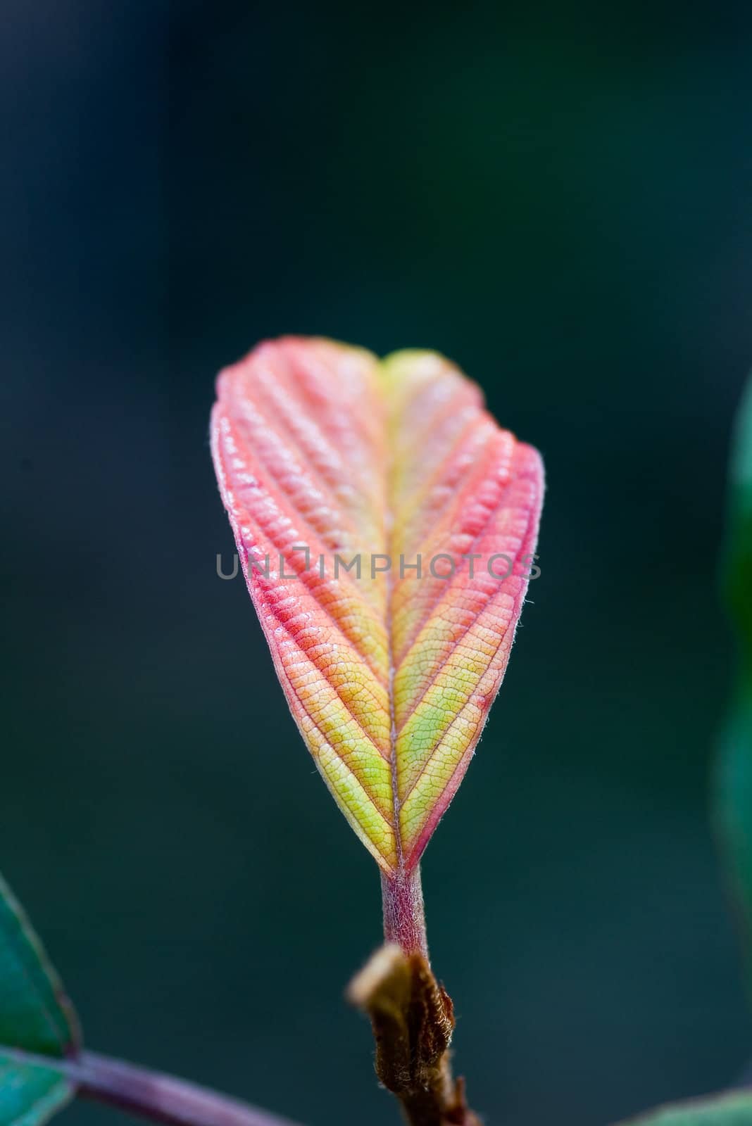 leaf by dolnikow