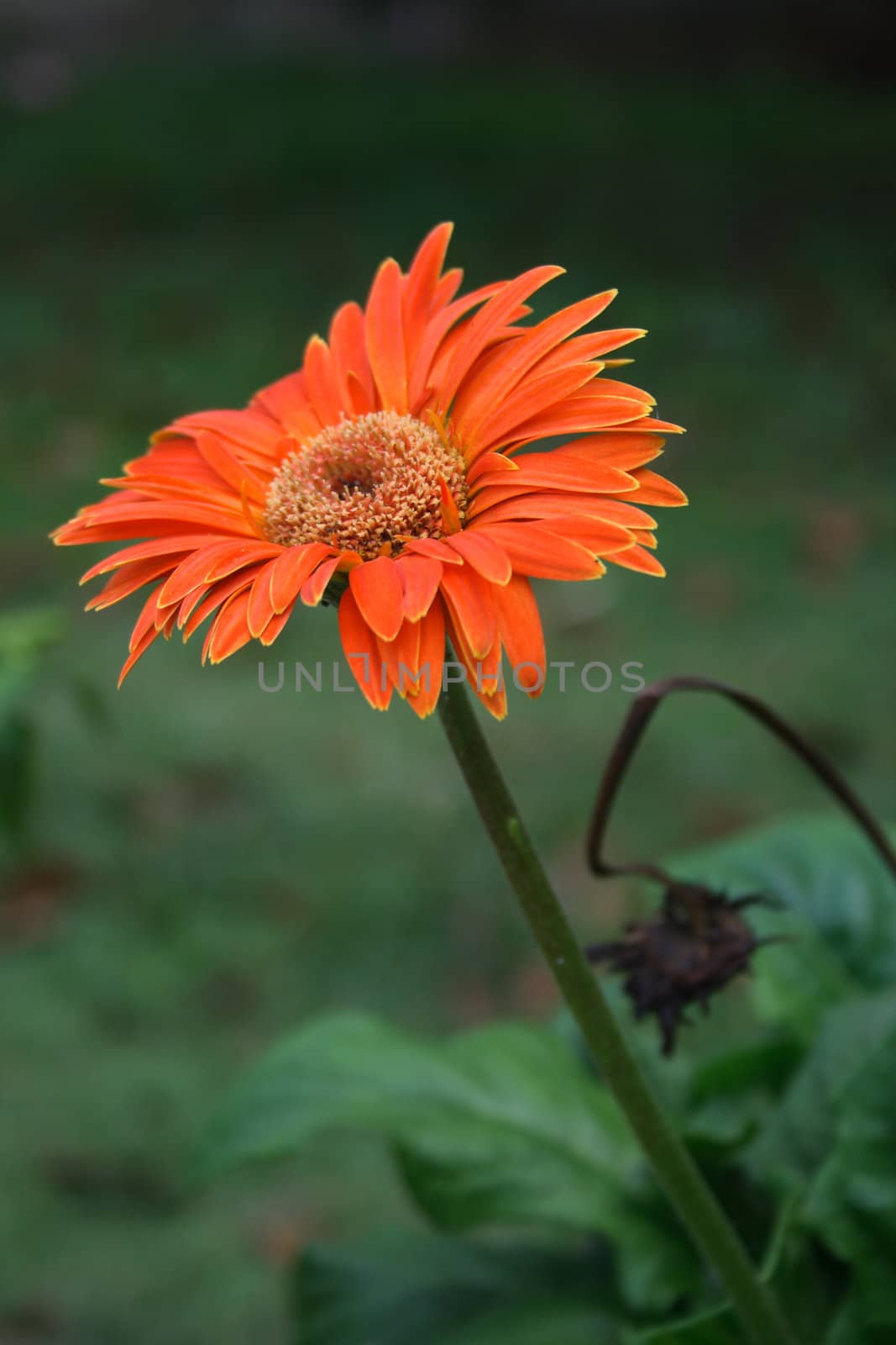 Close-up of a orange daisy.