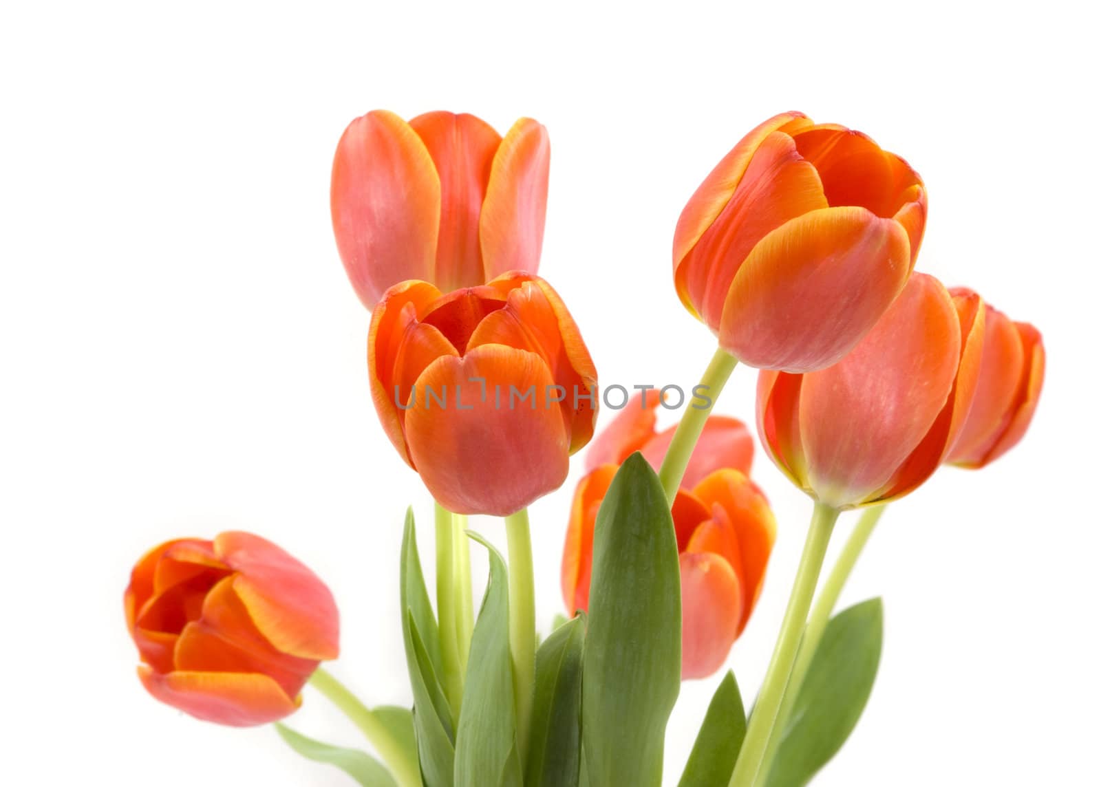 Tulips by BVDC