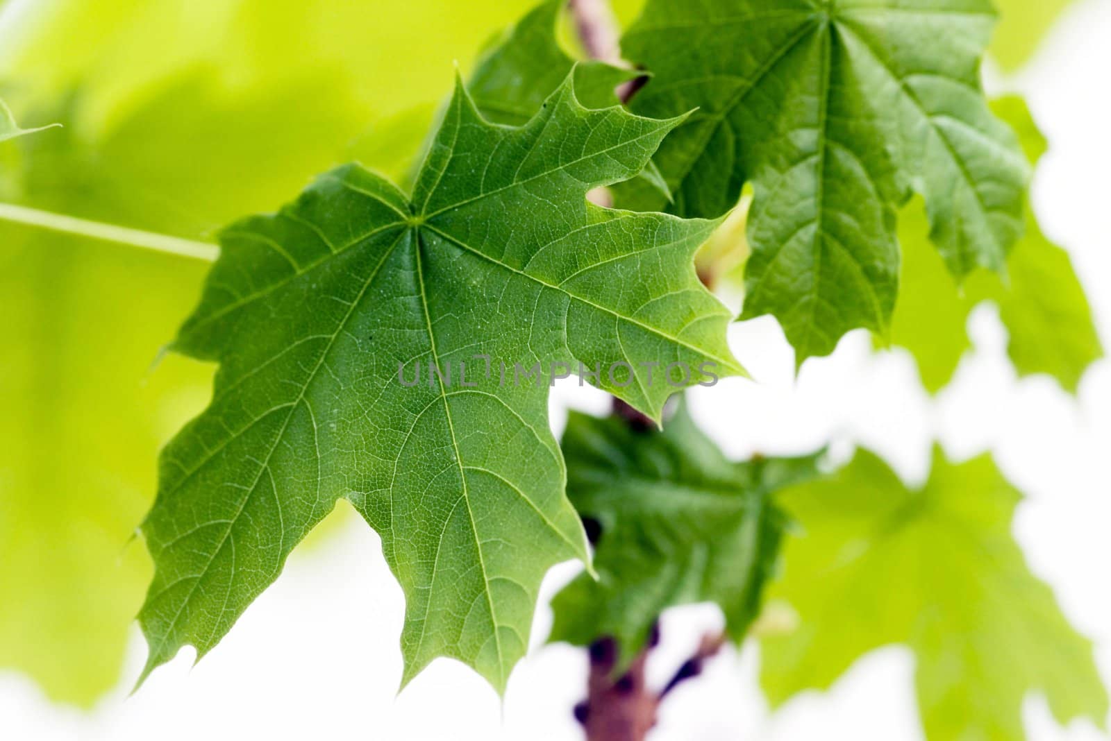 green leaves, shallow focus by dolnikow