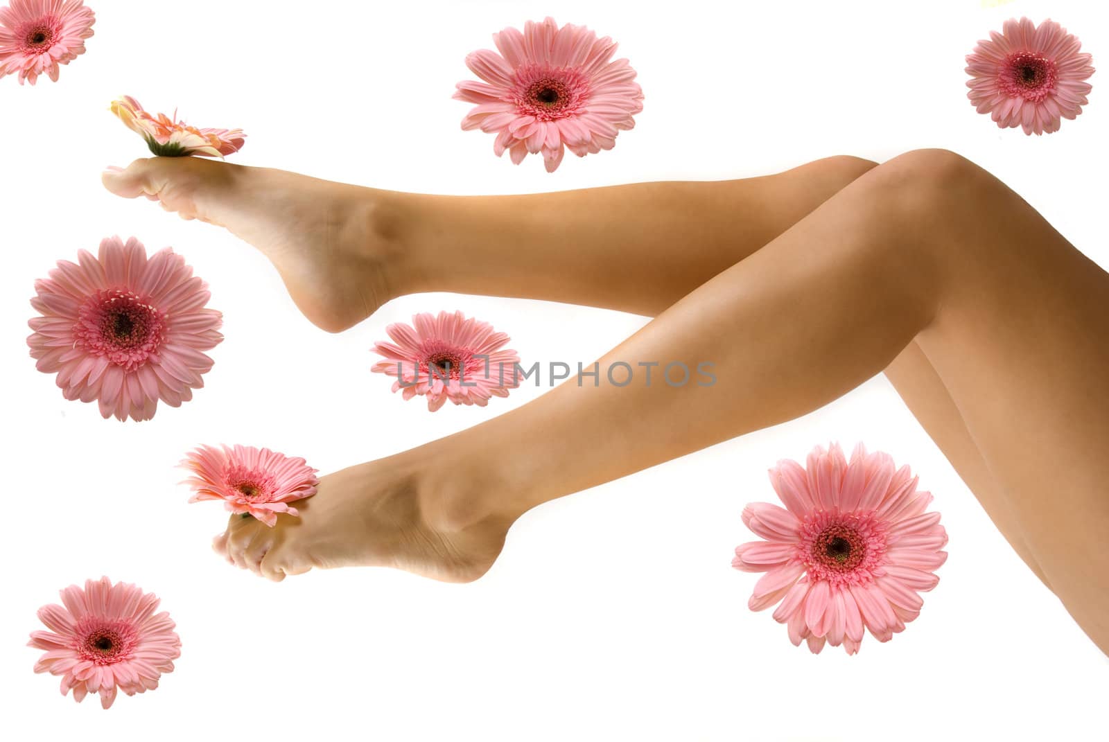 Pretty legs with daisy gerberas