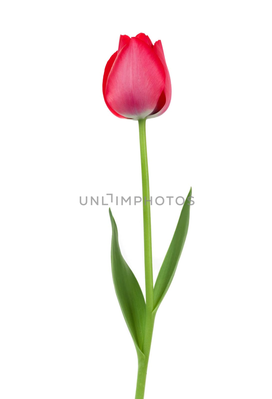 Elegant red tulip