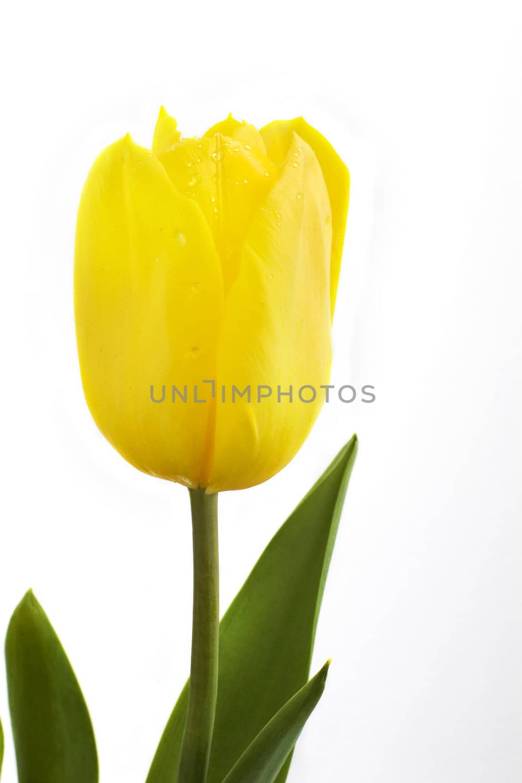 Fresh tulip isolated on white background