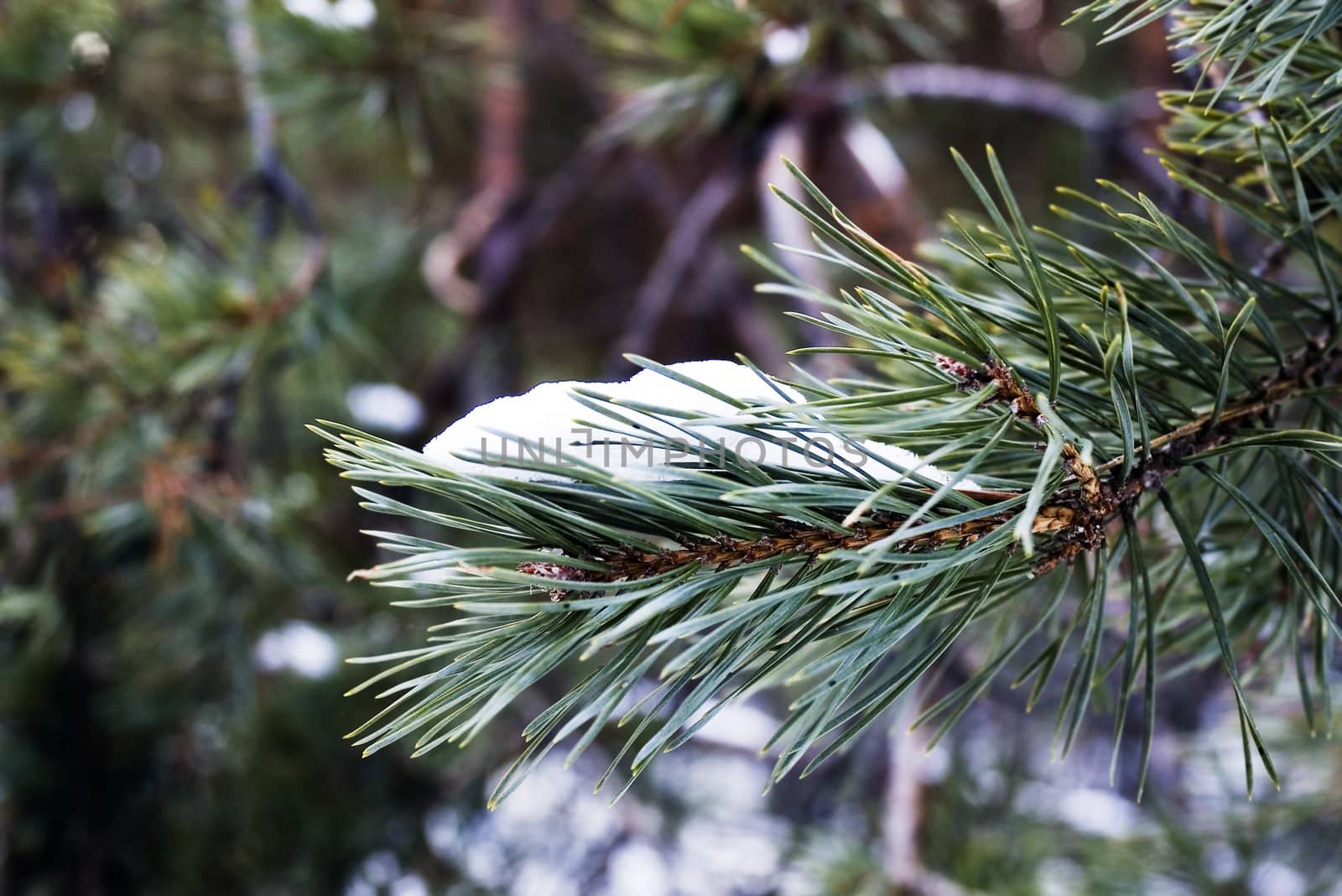 snow on pine tree - february