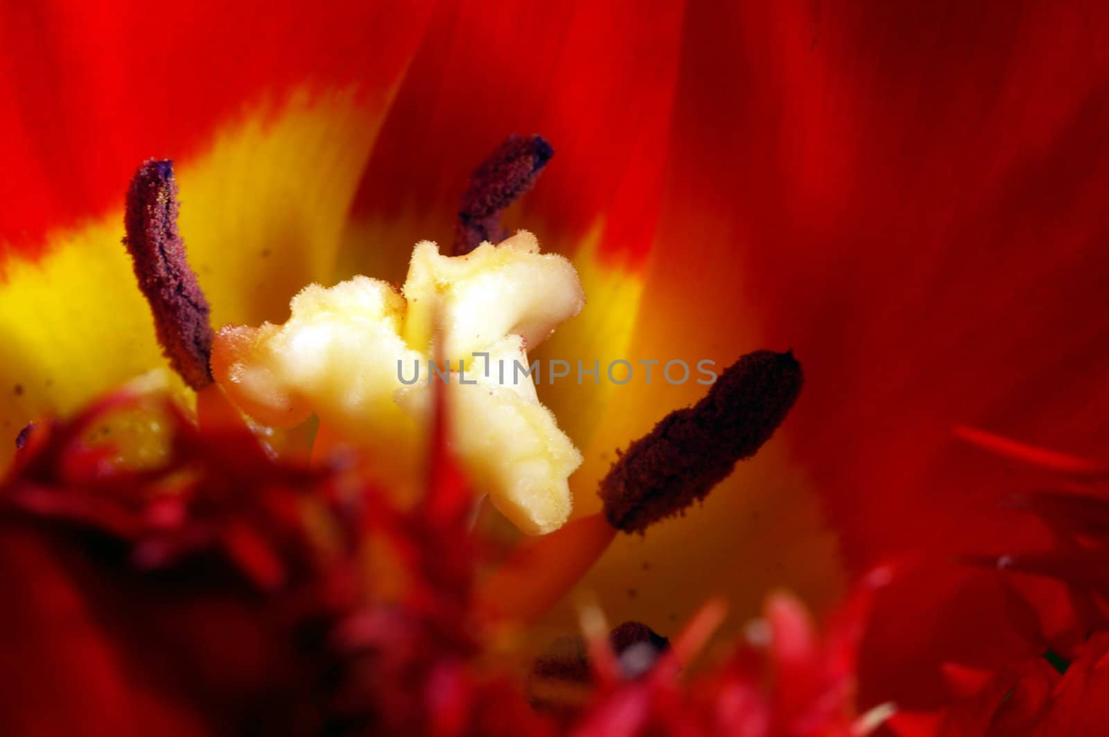 Close up of the red tulips petals by dolnikow