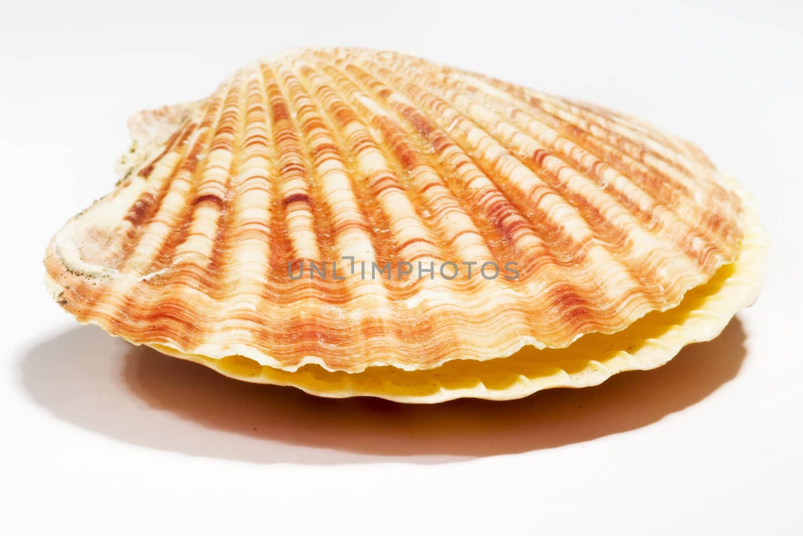 beautiful Seashell isolated on white background by dolnikow